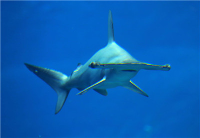 珠海长隆迎来新“住客” 全球最大双髻鲨首次亮相_横琴播报_中国(广东