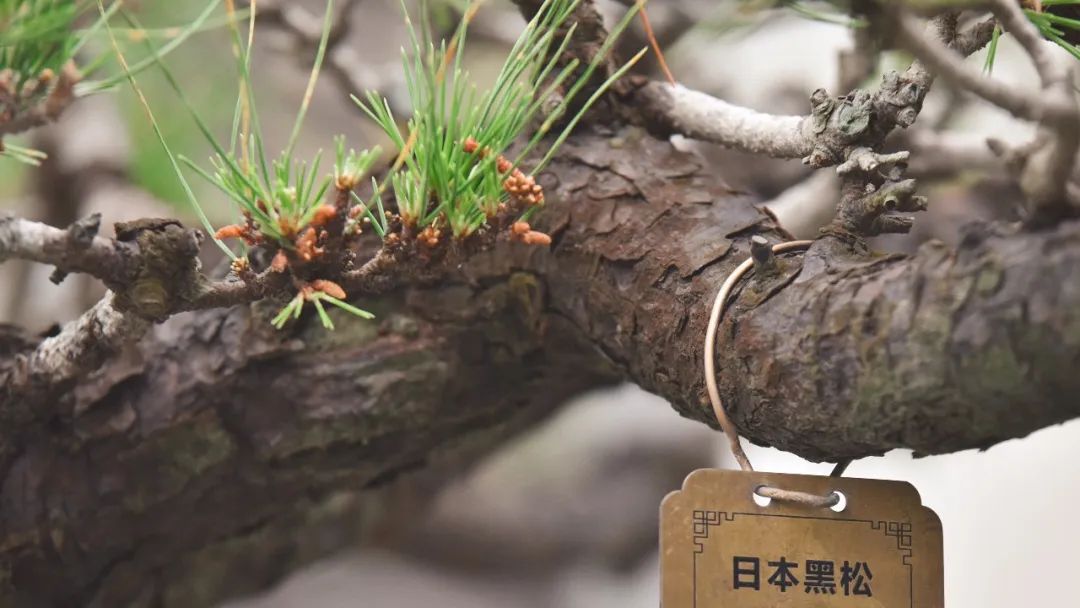 转存图片