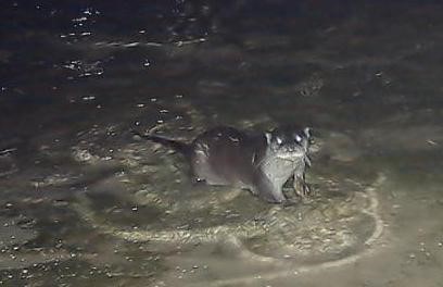 欧亚水獭.jpg