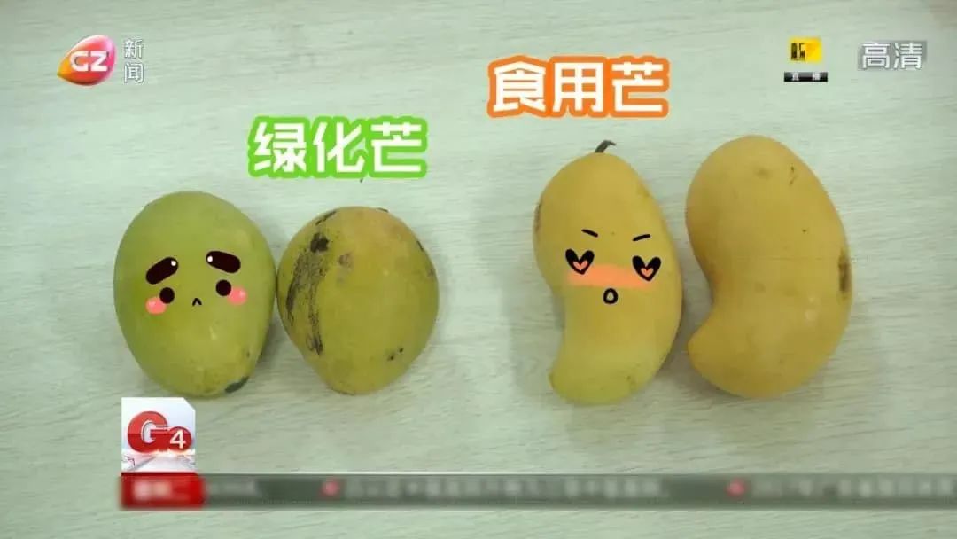 芒果鉴别.jpg