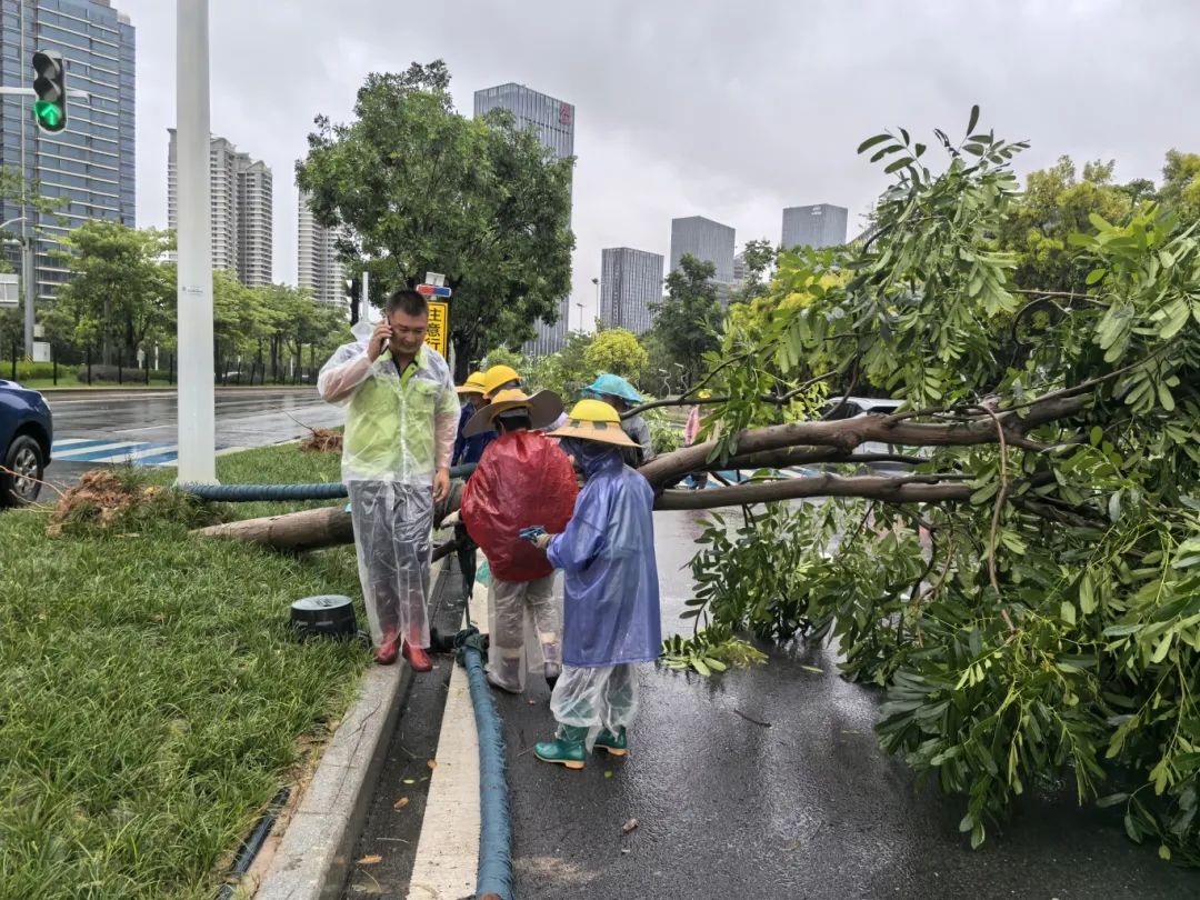 7月20日18时,有工作人员前来清理横琴环岛路上倒伏的树木。.jpg