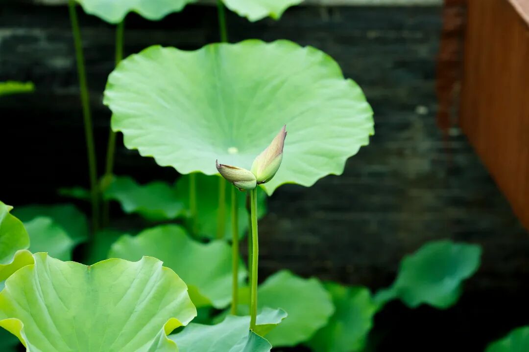 自动转存图片