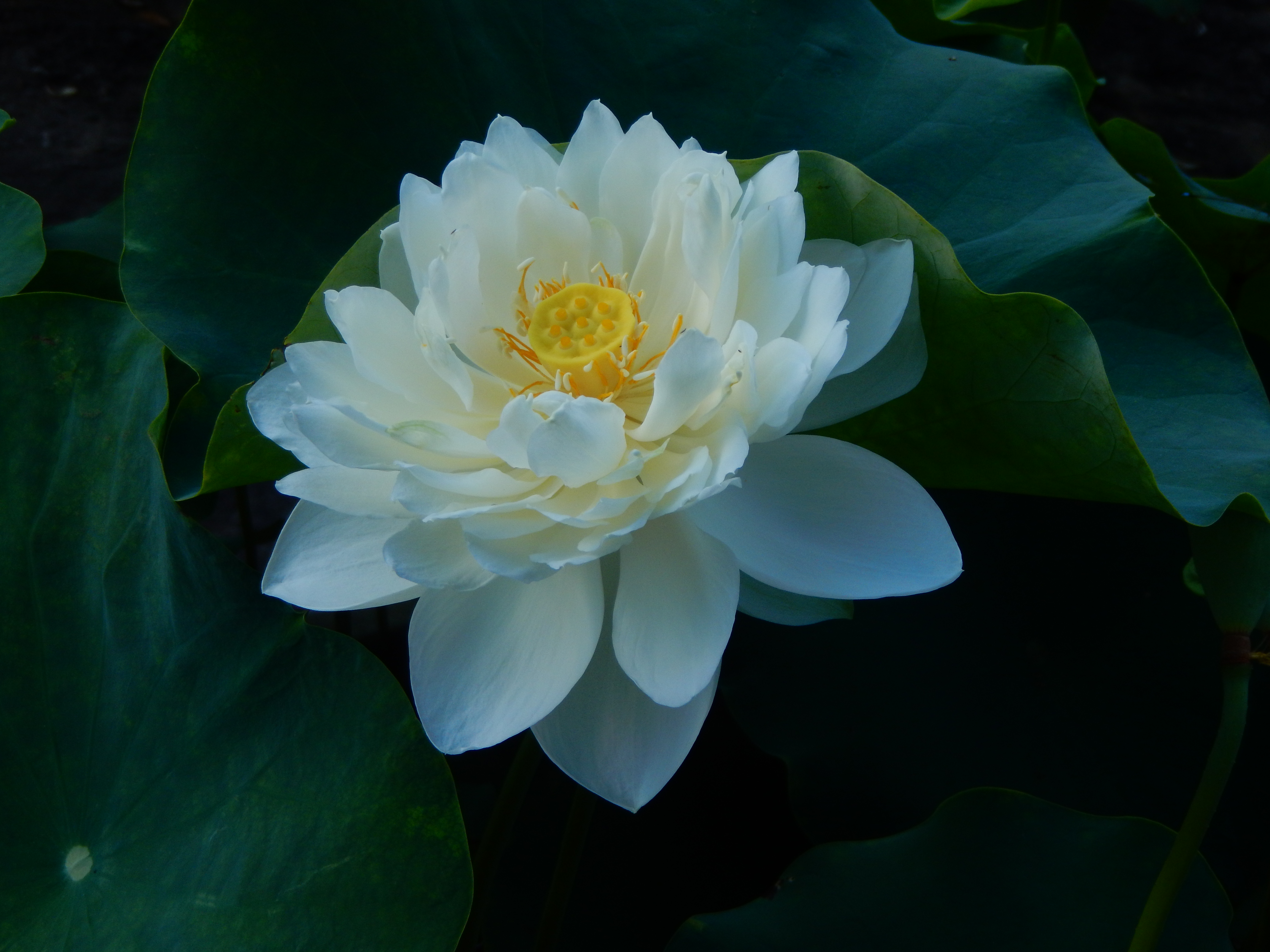 部分荷花新品种 濠江月2.jpg