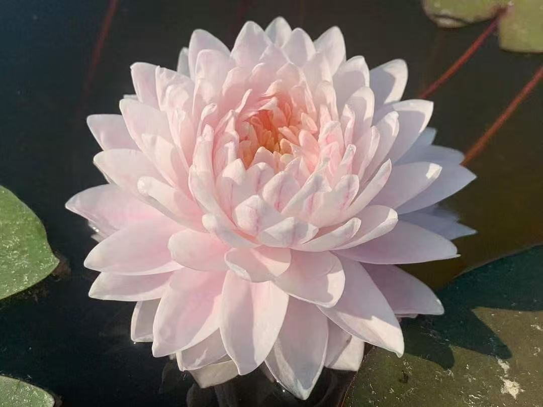 部分睡莲新品种A04爱着你.jpg