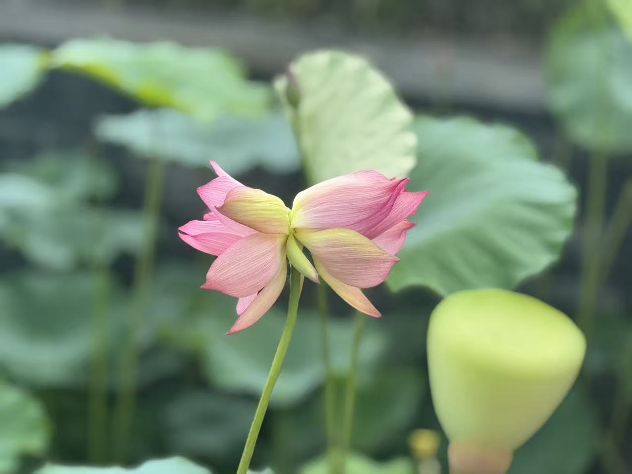第四届横琴荷花节主题花杏粉 2026年夏季第一株并蒂莲.jpg